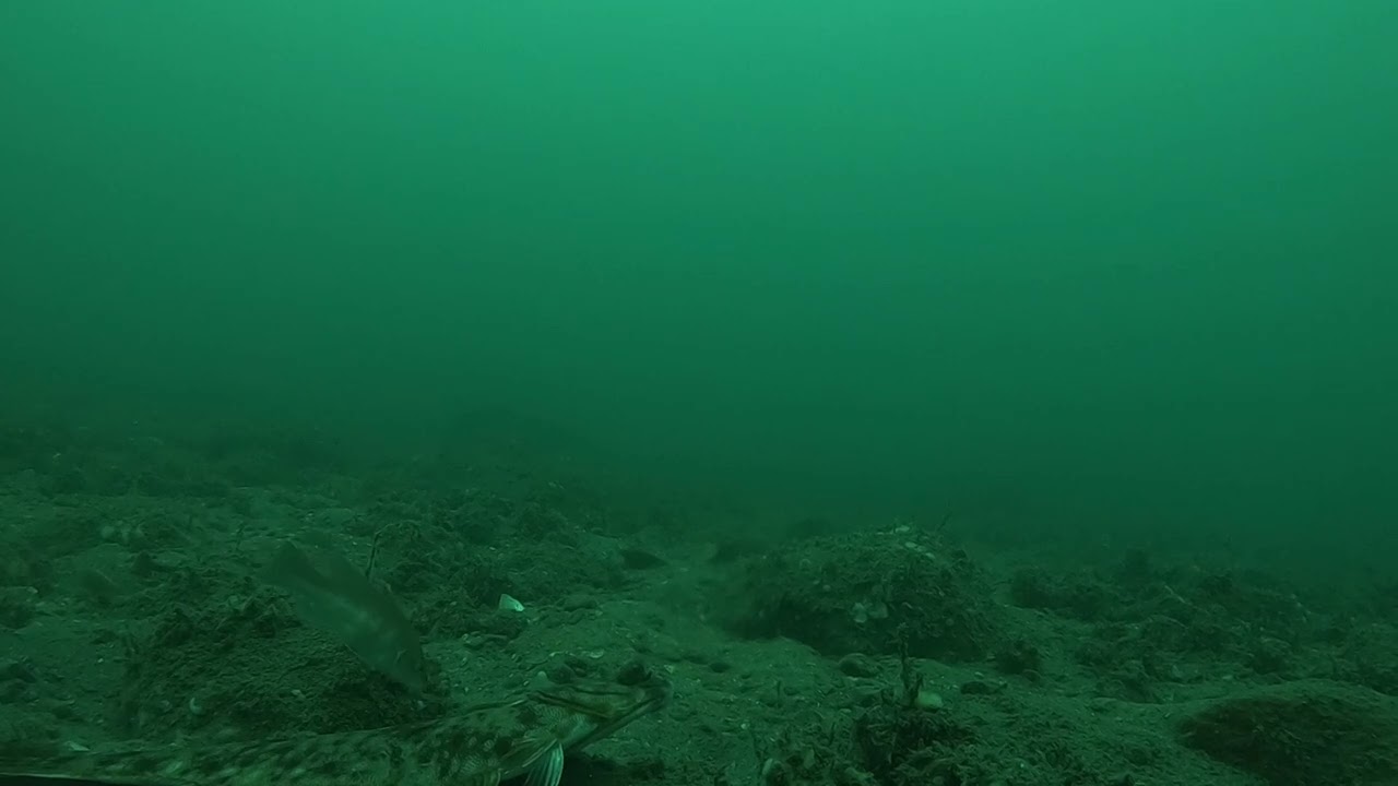 2023-07-22 - Winter Flounder in Cape Cod Bay