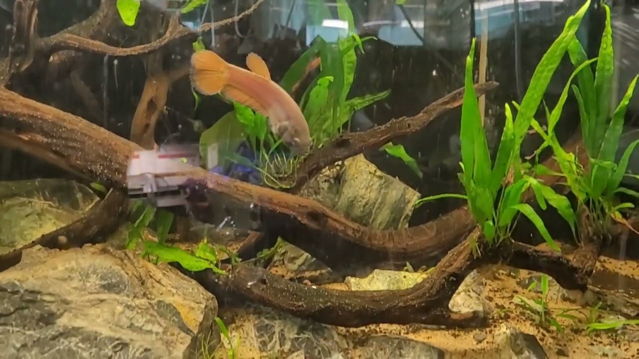 betta macrostoma breeding behavior