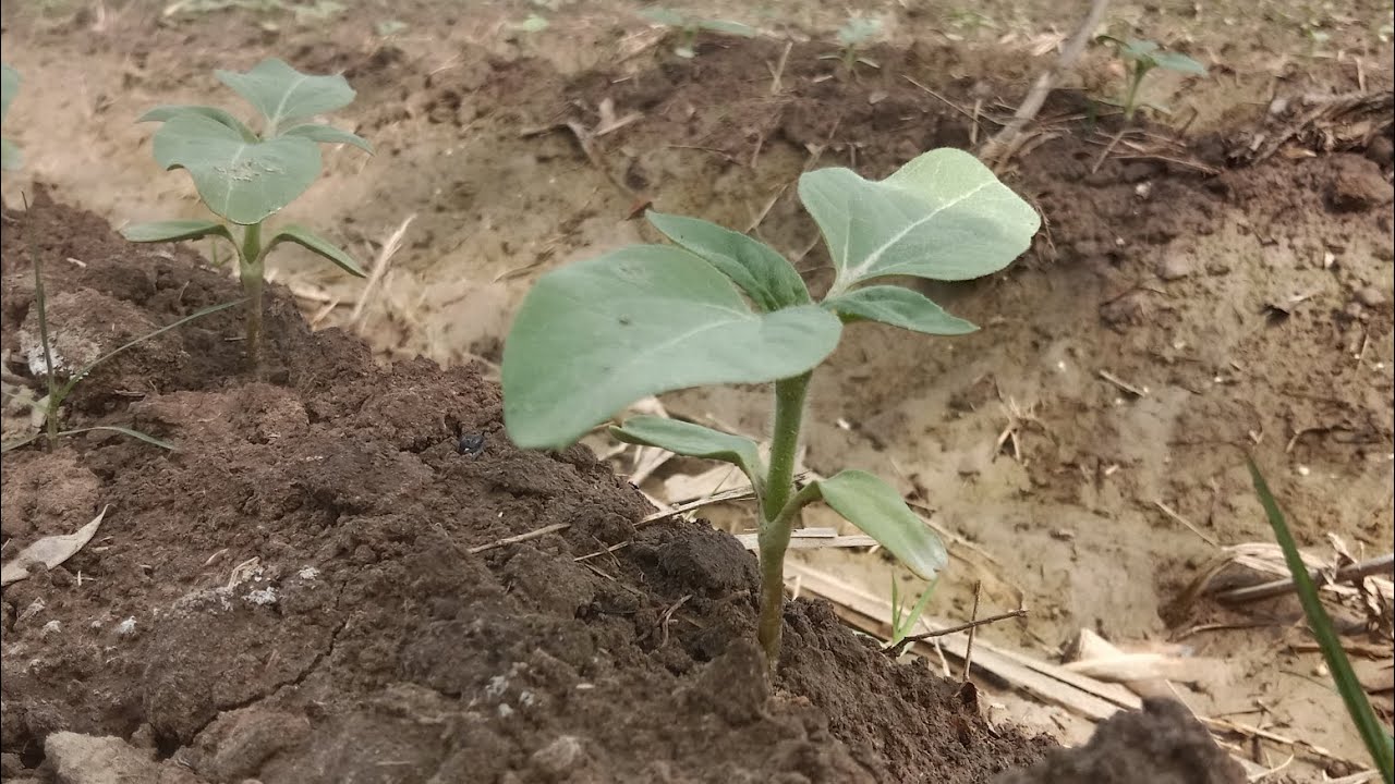 How to Intercrop Sunflower  with Sugarcane#sugarcane#sunflower#intercropping