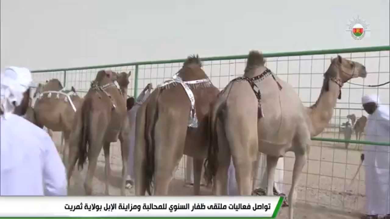 تواصل فعاليات ملتقى ظفار السنوي للمحالبة ومزاينة الإبل بولاية ثمريت