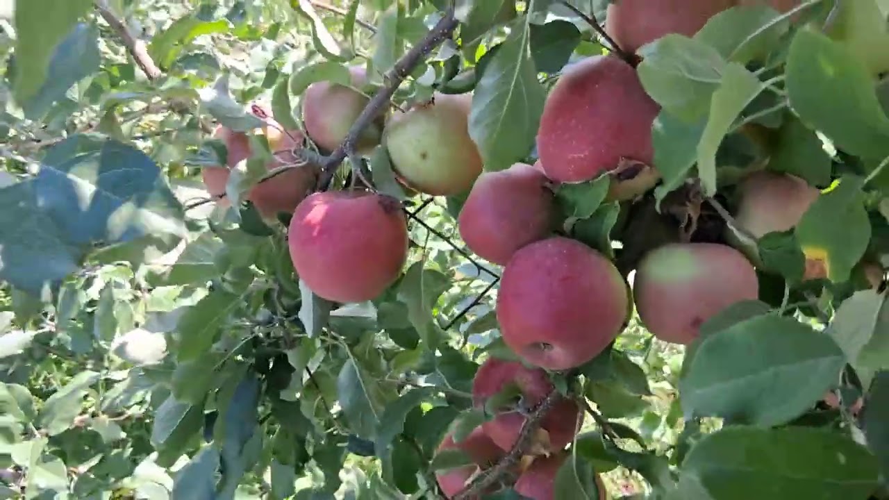 Miren amigos Aqui estamos cortando manzana fuchi Miren 😋🍎😱