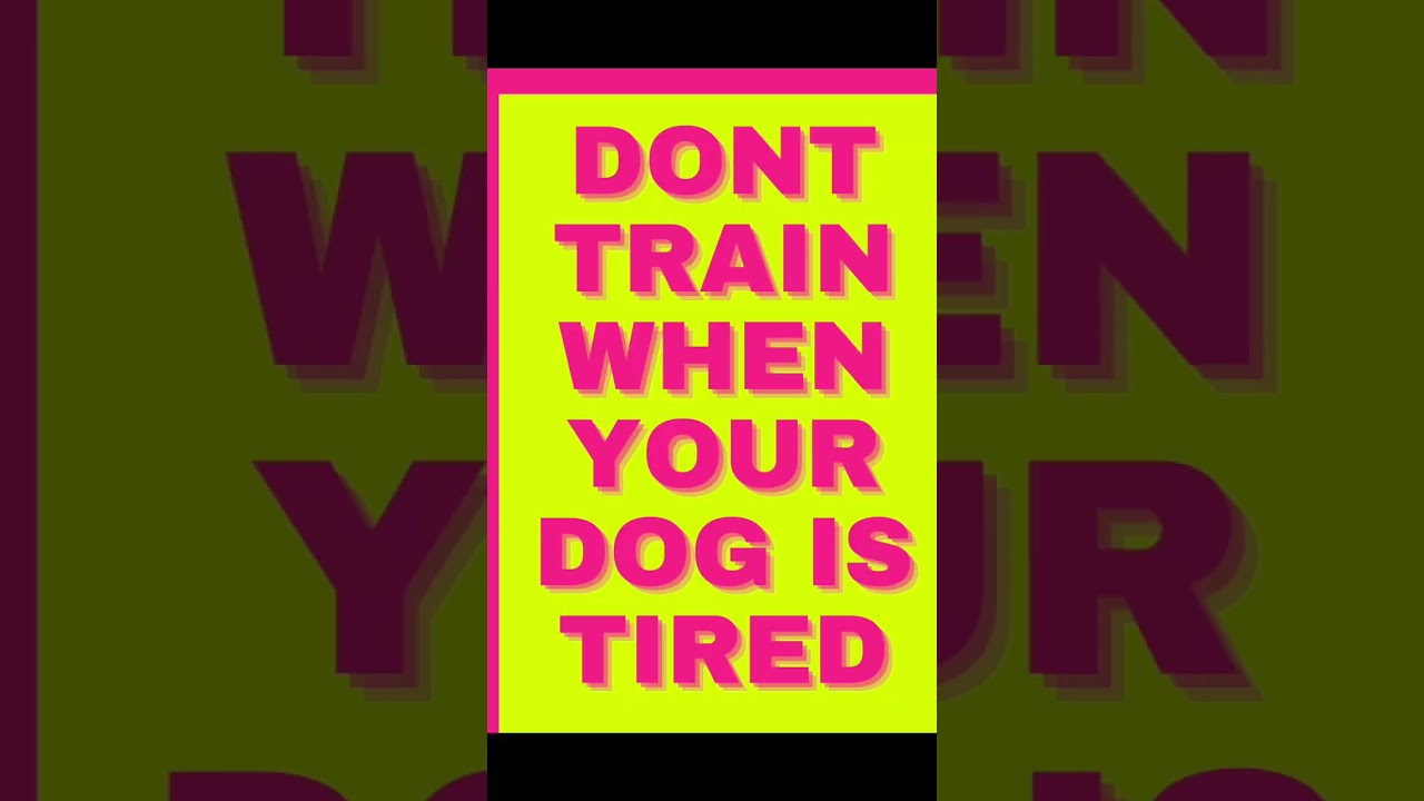 Dog Agility Dont Train when your dog is tired