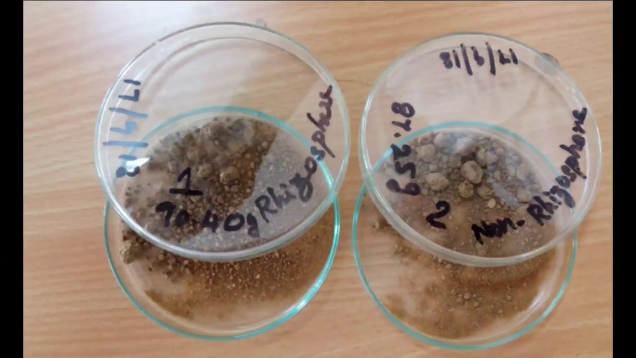 The Indian Agriculture College - Isolation of microbes from Rhizosphere and Nonrhizosphere soil