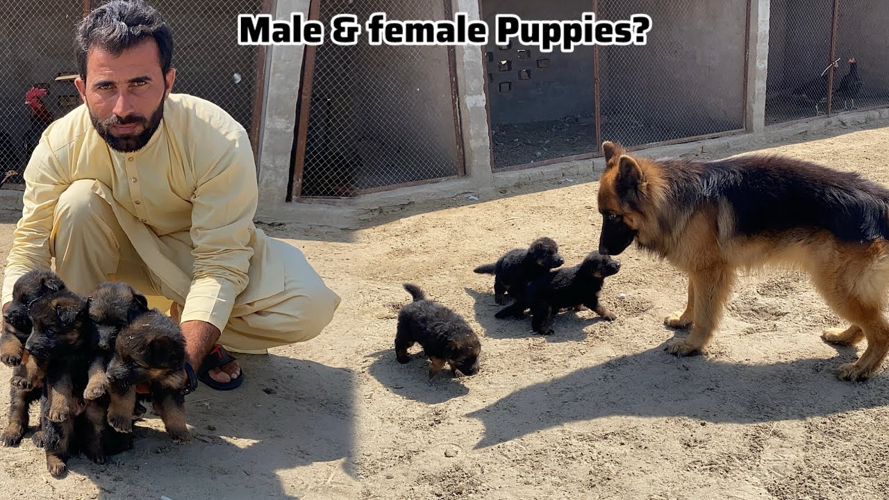 German Shepherd puppies mai male & Female ktny 🐶 Long Coat German Shepherd Dog 🐕 Pets Vlogs 