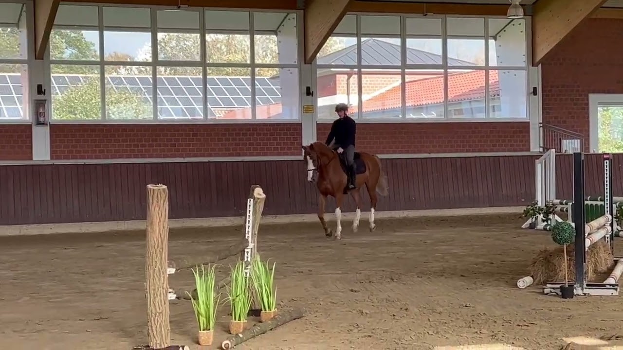 Hunter // Geling 2020 // Tangelo vd Zuuthoeve x Numero Uno *For Sale*