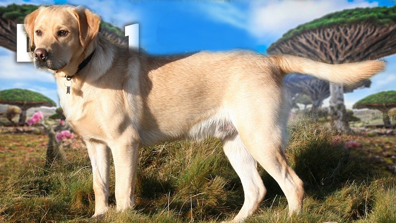 Top 8 Cosas Que No Sabias De Los Perros Labrador Retriever