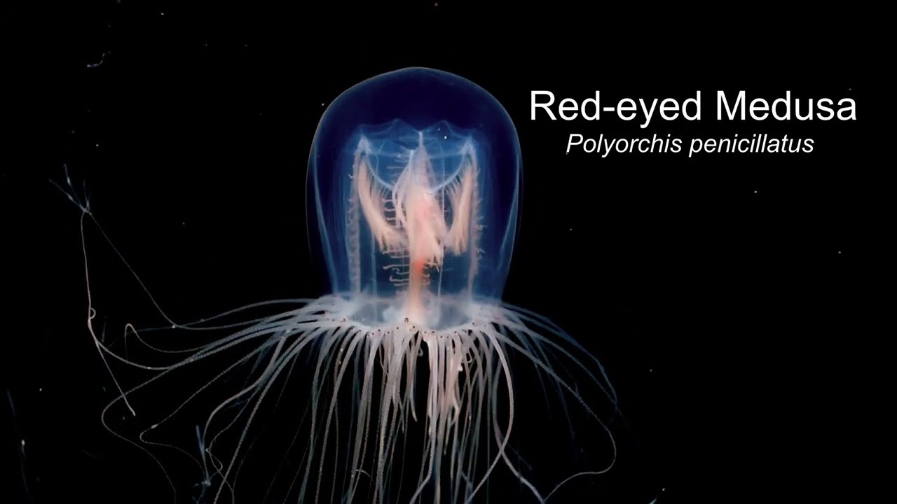 Red-eyed Medusa (Polyorchis penicillatus)