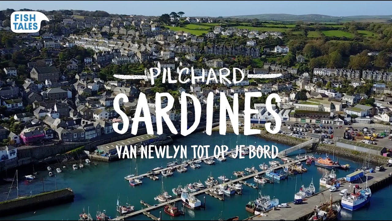 Pilchard Sardines: from Newlyn to your plate