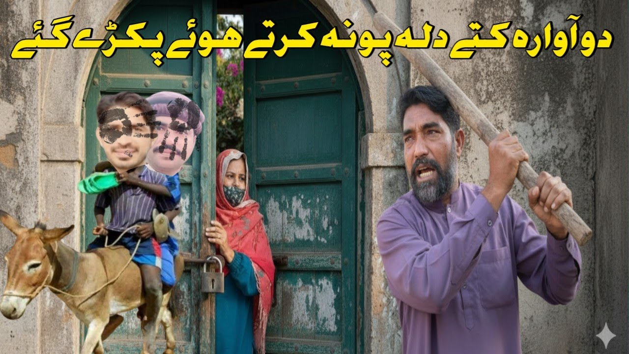 دو آوارہ کتے دلہ پونہ کرتے ہوئے پکڑے گئے@asifveer1526 @meriduniya-p2o @Ayeshavlogs804 