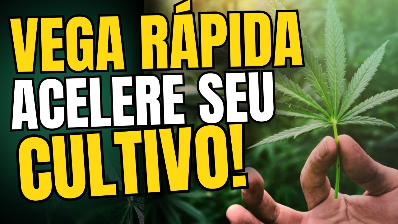 VEGETATIVO R&Aacute;PIDO: Como ganhar tempo no cultivo? E QUANDO FAZER?