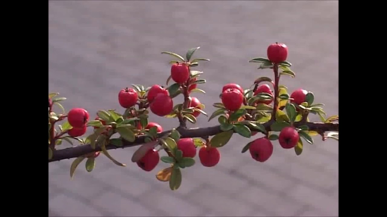 Kolorowe krzewy - Ogrody Justyny