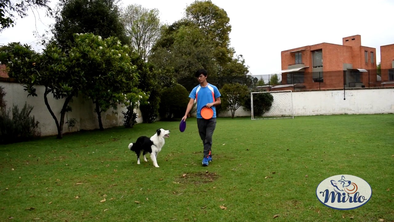 Entrenamiento disc dog Ejercicios basicos y medios // Disc dog training Base exercises
