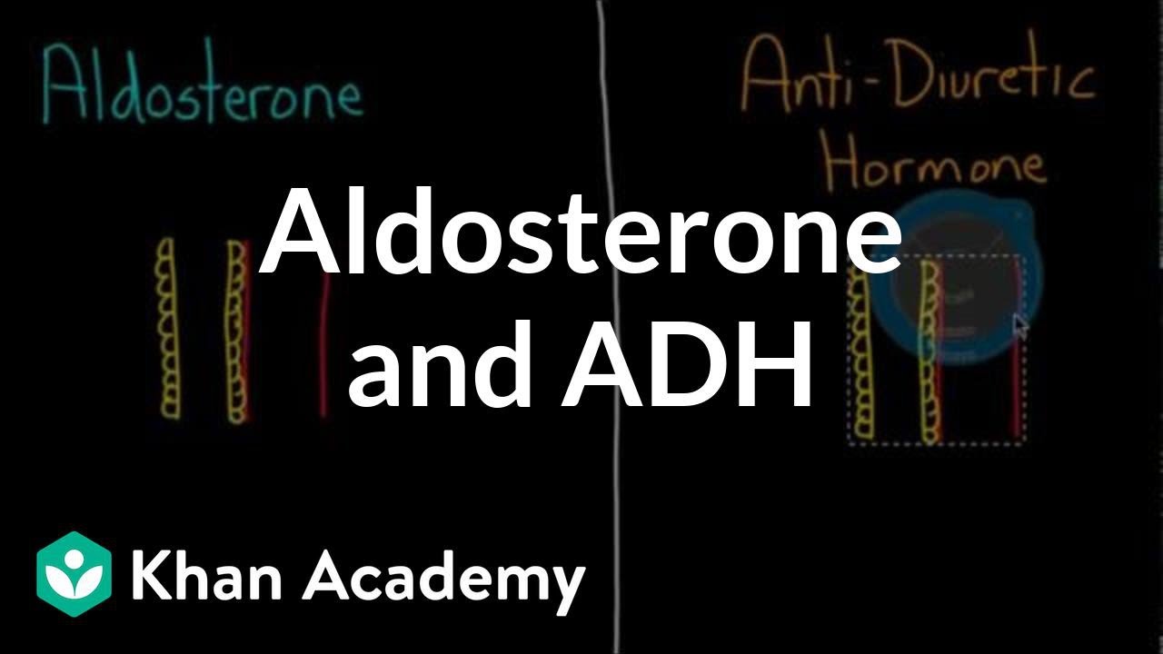 Aldosteron i ADH | Fizjologia układu moczowego | NCLEX-RN | Khan Academy