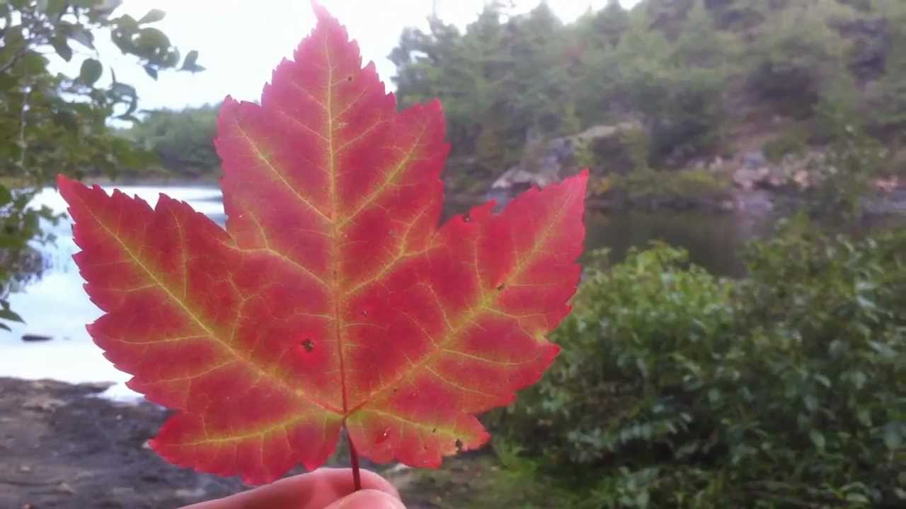 Growing Maple Trees: Growing Trees From Seed: S01E02