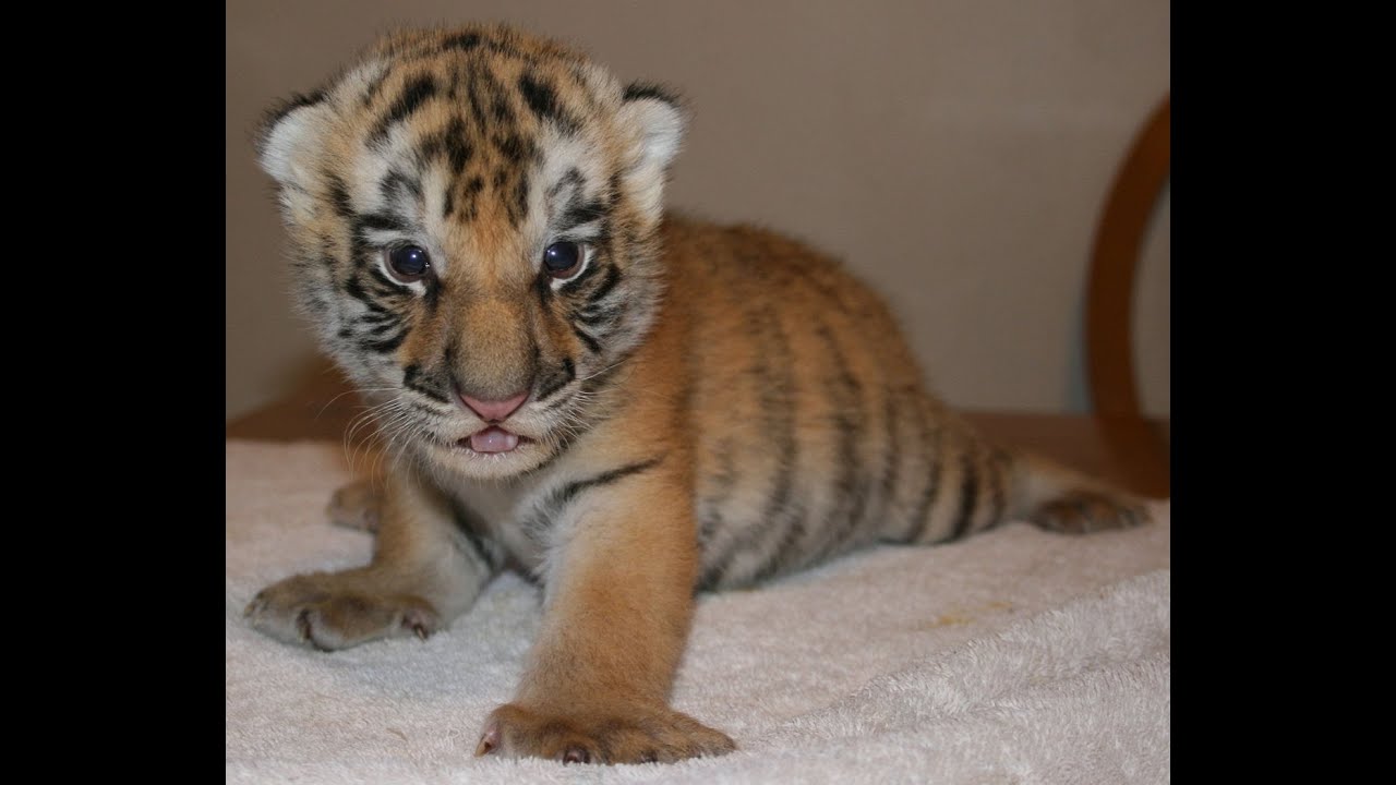 Cute Endangered Tiger Cub Arrives
