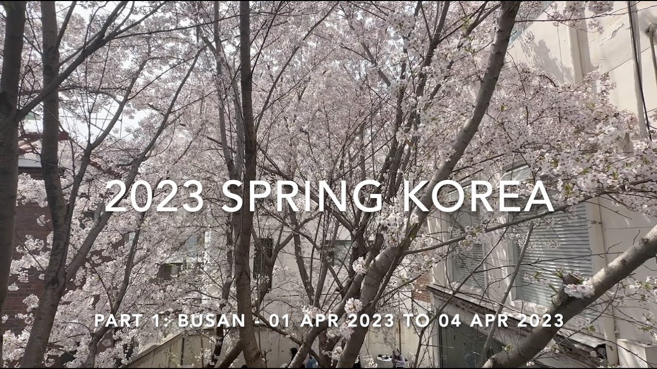 Korea Spring 2023 Part 1: Busan (Cherry Blossom Cafes, Jinhae Festival, Huinyeoul Culture Village)