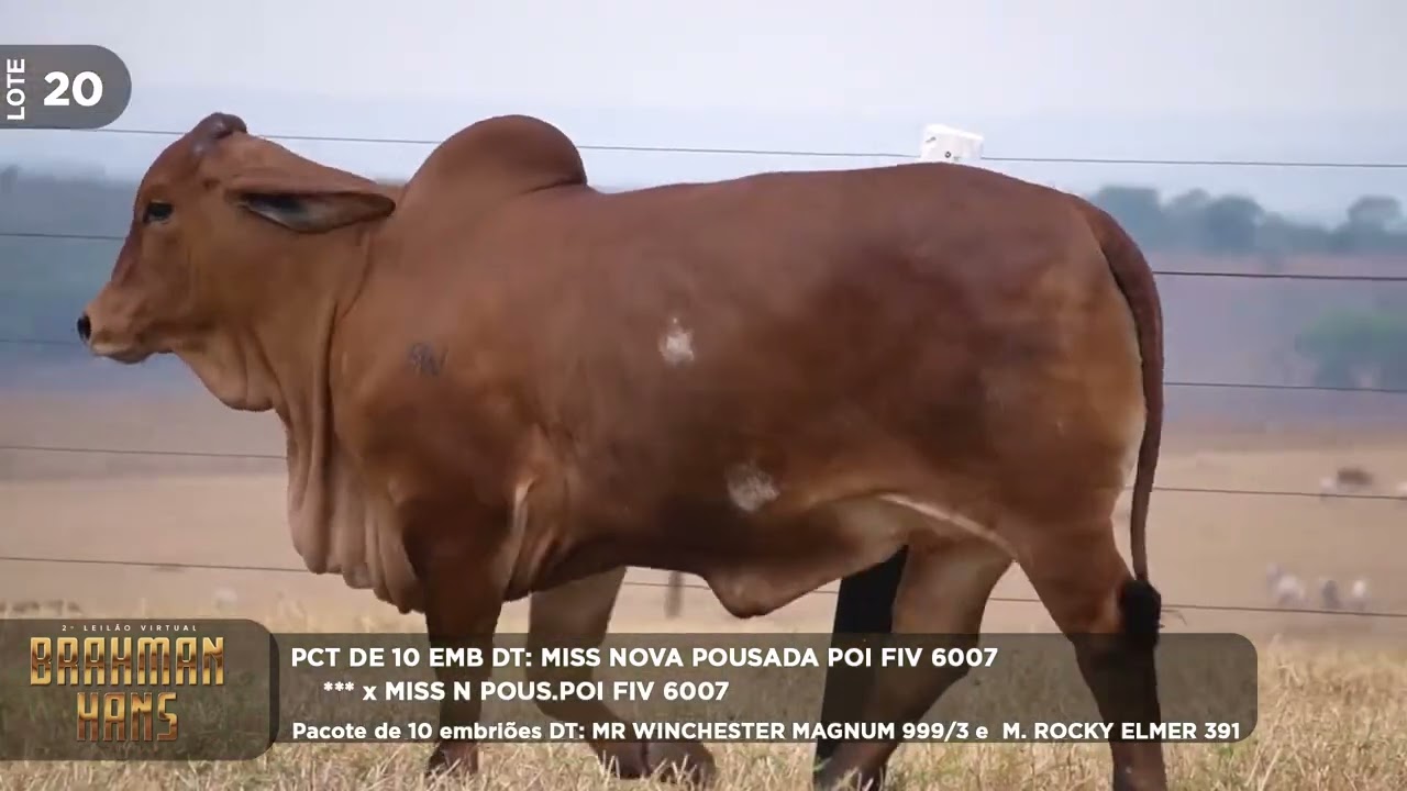 LOTE 20