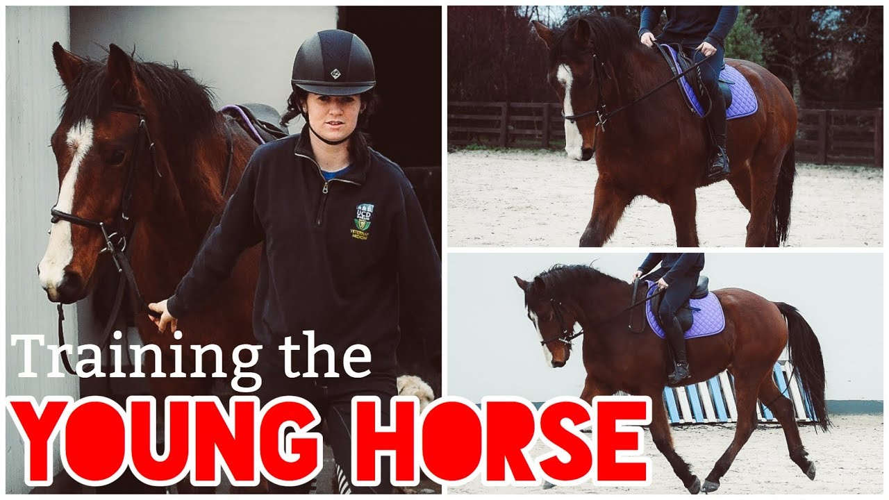 POLEWORK WITH A YOUNG HORSE // Voice Over and Riding Raws