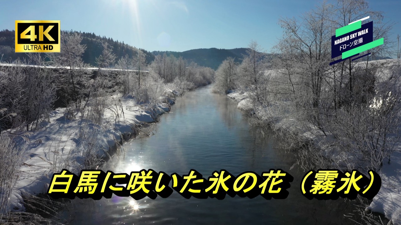 白馬に咲いた氷の花（霧氷）【DRONE 4K】Frost flowers bloomed on Hakuba (rime ice)
