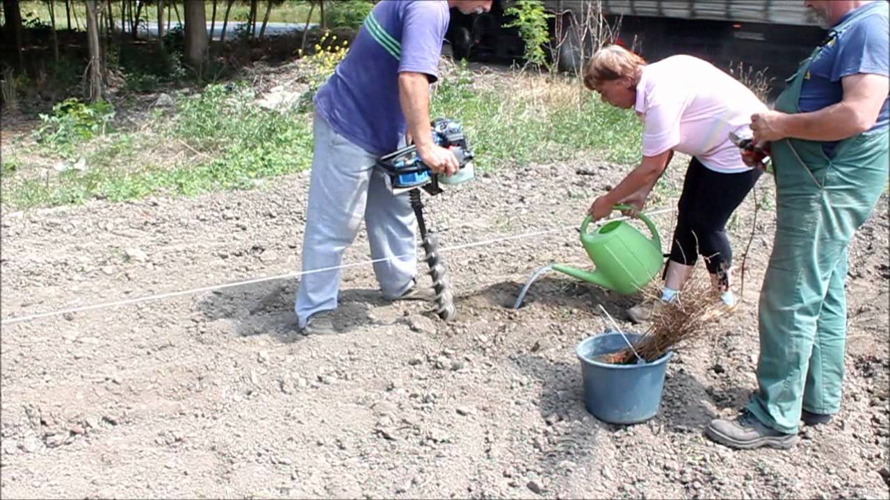 Csodasövény® telepítése földfúró segítségével