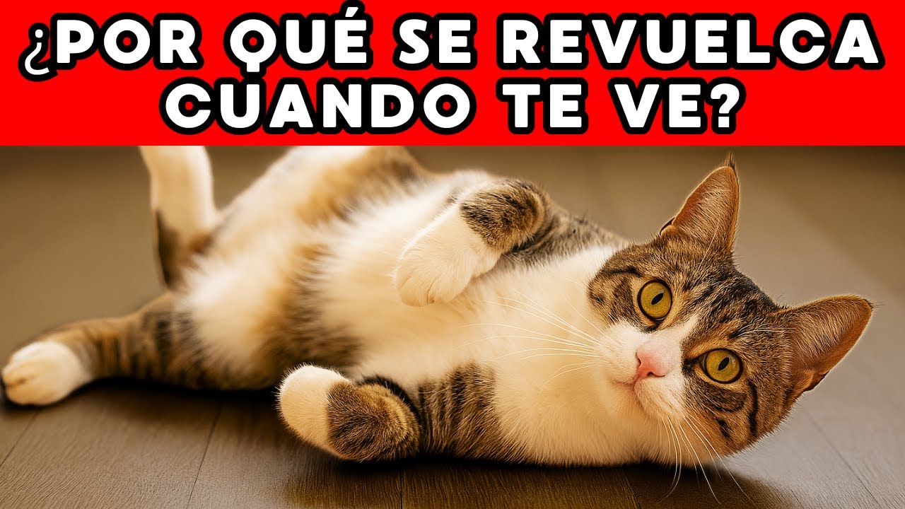 ¡Si tu gato SE REVUELCA frente a ti, está intentando DECIRTE ESTO!