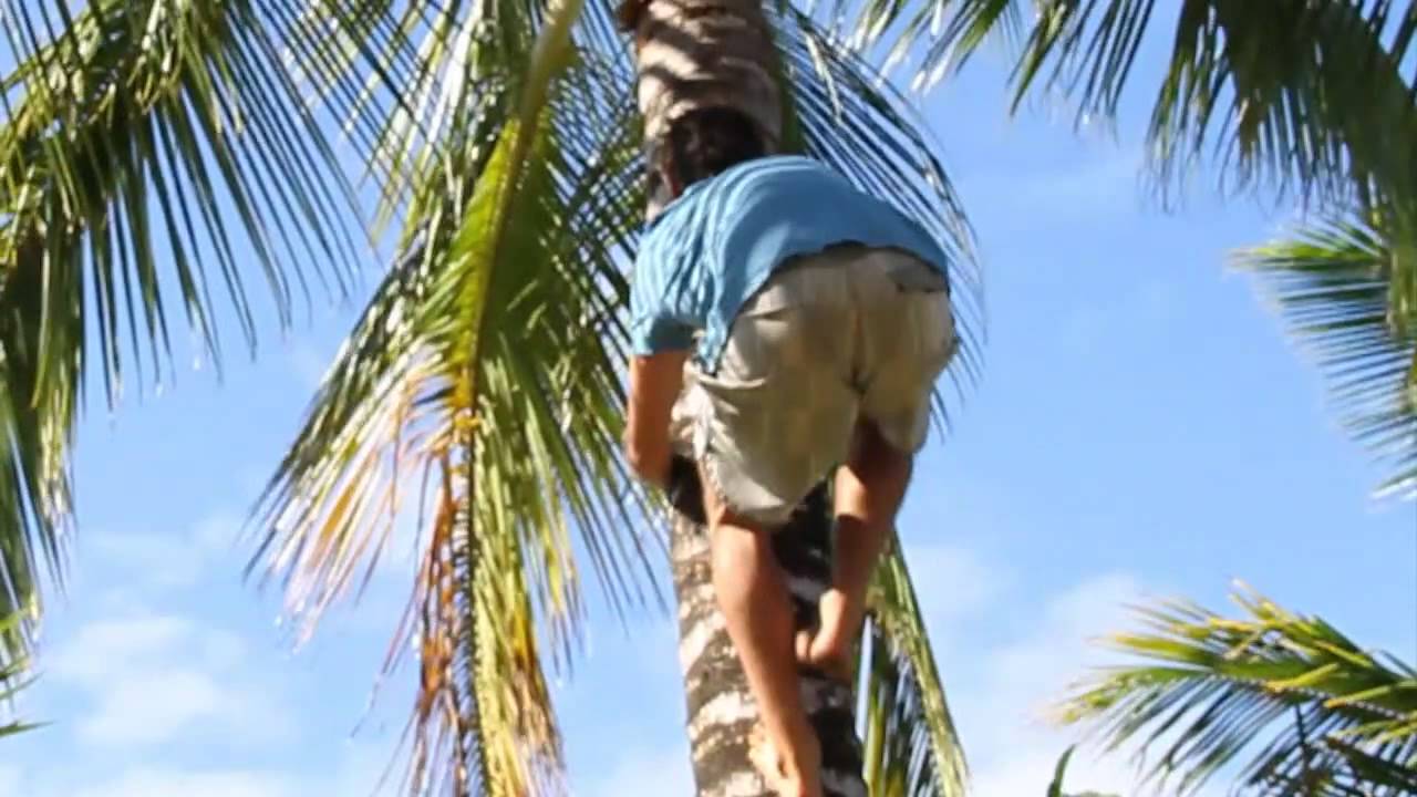 Lifecycle of the coconut tree