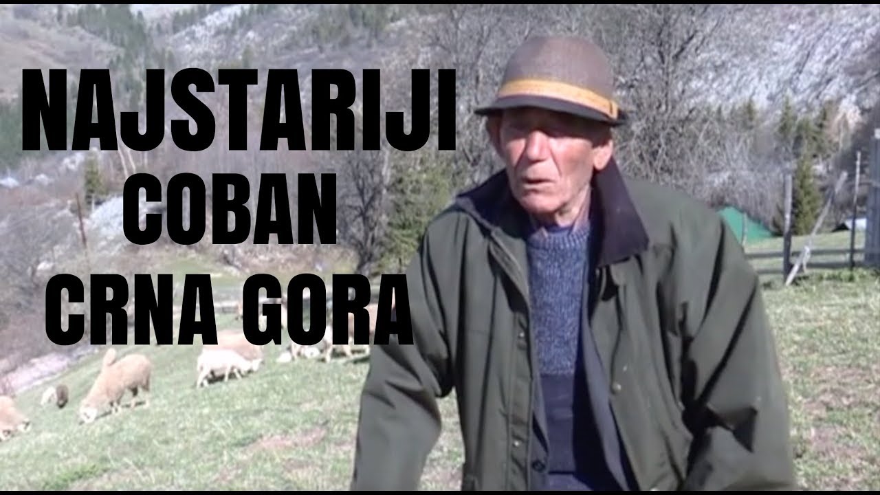 NAJSTARIJI COBAN U CRNOJ GORI - FEHIM PRENTIC CUVA 250 OVACA I 10 KRAVA