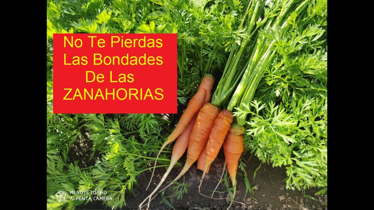 ZANAHORIAS, CULTIVO Y BENEFICIOS