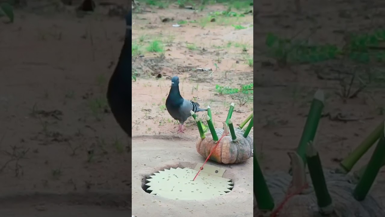#birds