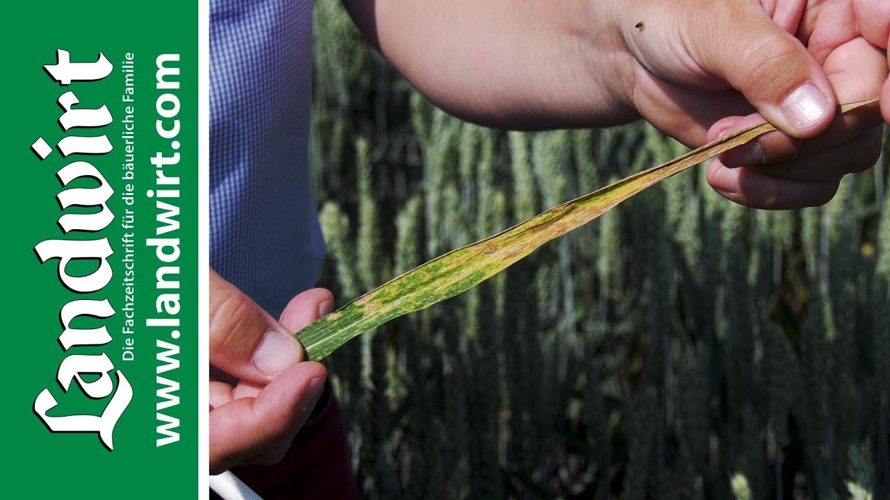 Ein Fungizid zum Schutz des Getreides - Ascra Xpro | landwirt.com