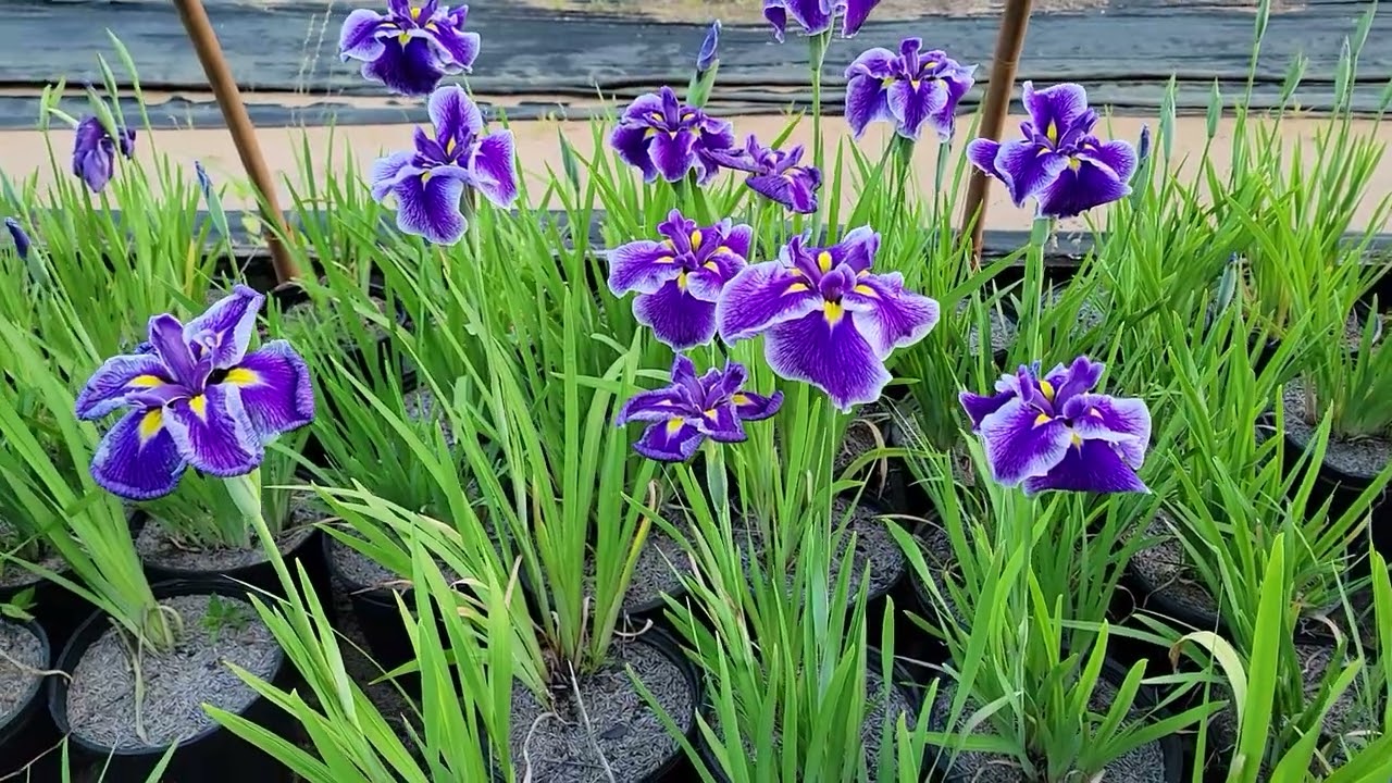 Iris ensata cv. Crystal Halo