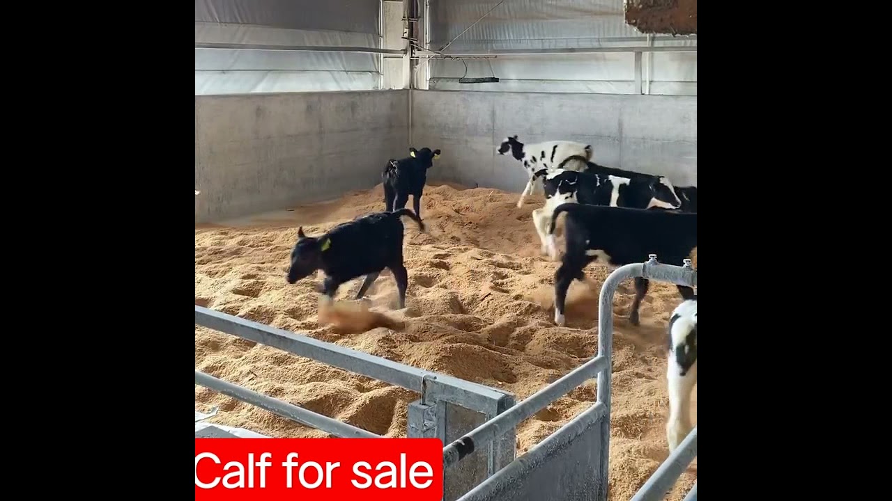 challenge Dairy Farm #dairyfarm #calf #hf #sale