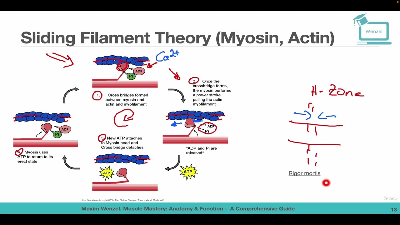 Sliding Filament Theory Myosin, Actin