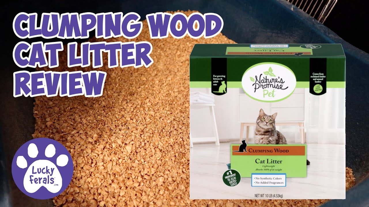 A Quick Clumping Wood Cat Litter Review