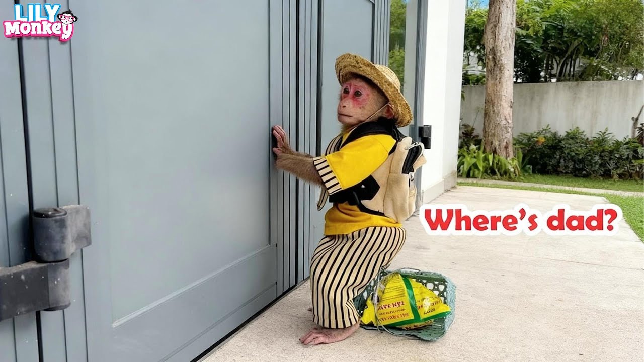 Funny story! Lily's left outside while dad's still inside the house | Lily's story