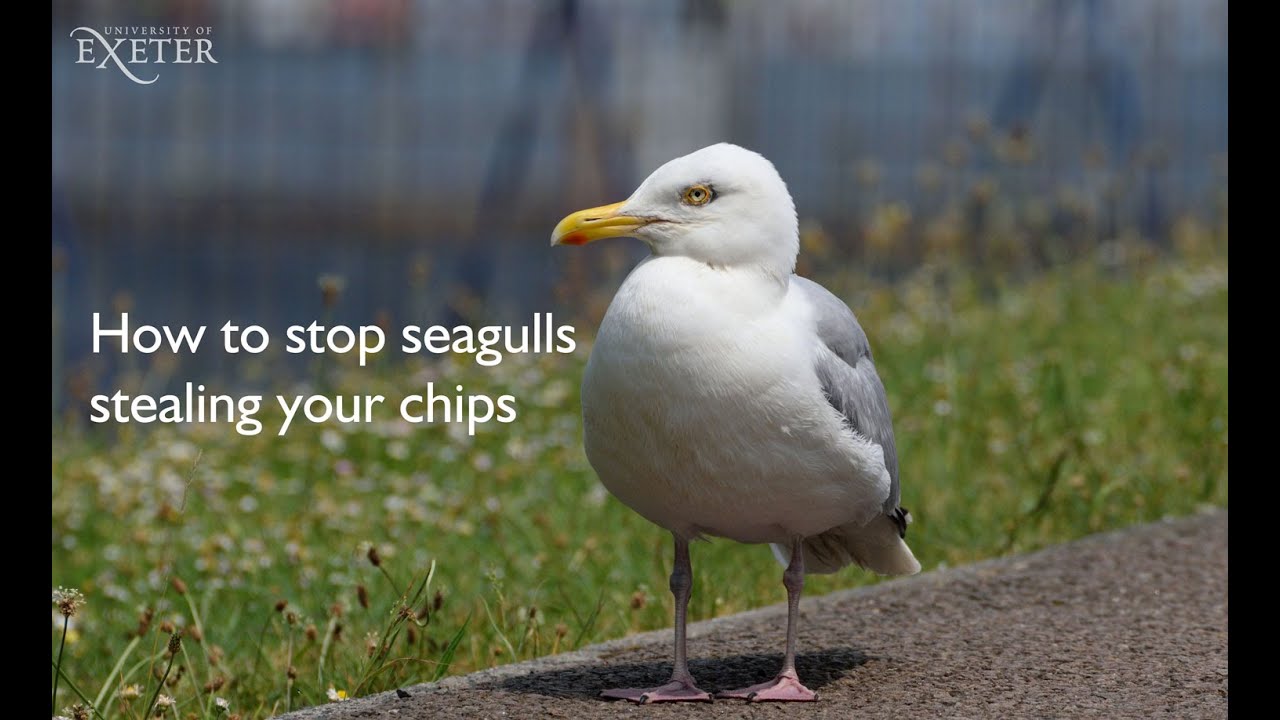 How to stop seagulls stealing your food - University of Exeter