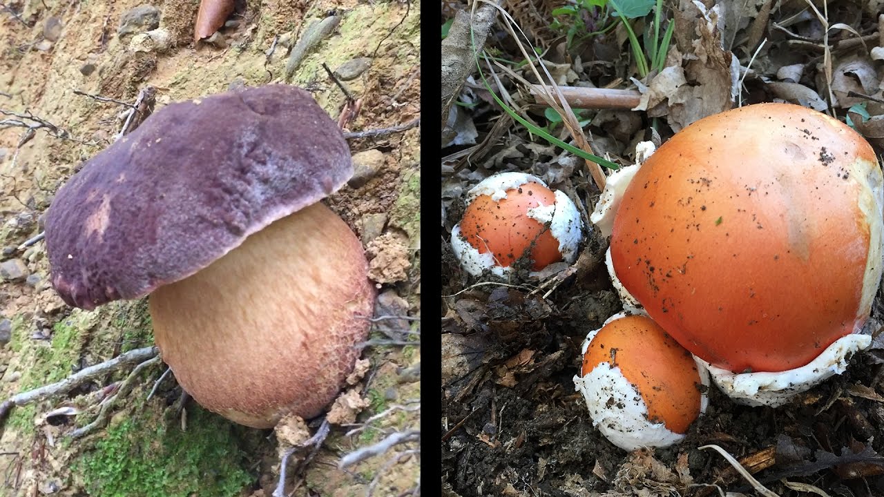 Boletus pinicola & Amanita caesarea 2016 [HD]
