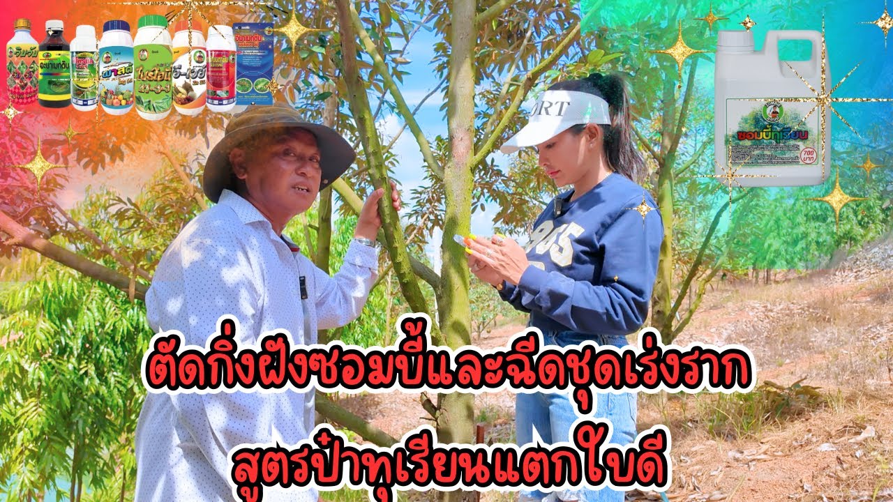 EP553 l ตัดแต่งกิ่ทำให้ทุเรียน“แตกใบดี“ฝังซอมบี้”และฉีดชุด“เร่งรากกระชากใบ l สวนโรงแรมตัง ตัง