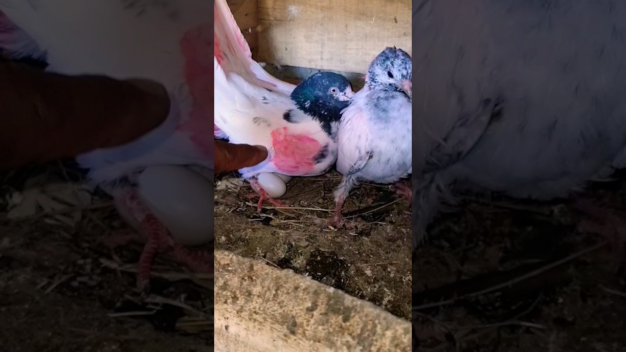 kabootar Breeding ❤️💖 - short #shorts #kabootar