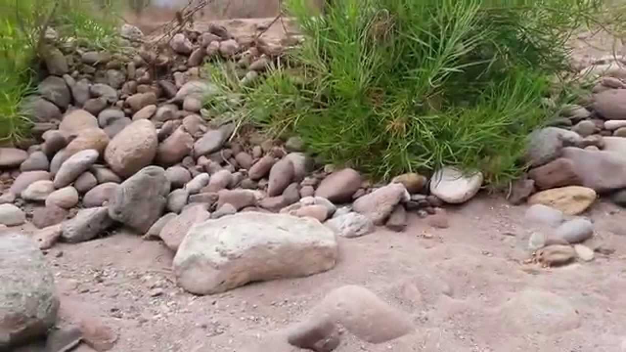 Donde Buscar Oro Nativo 