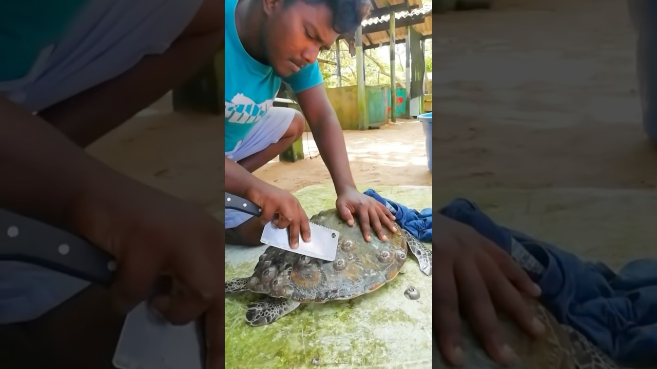 What&rsquo;s Growing on This Turtle?! 🐢👀