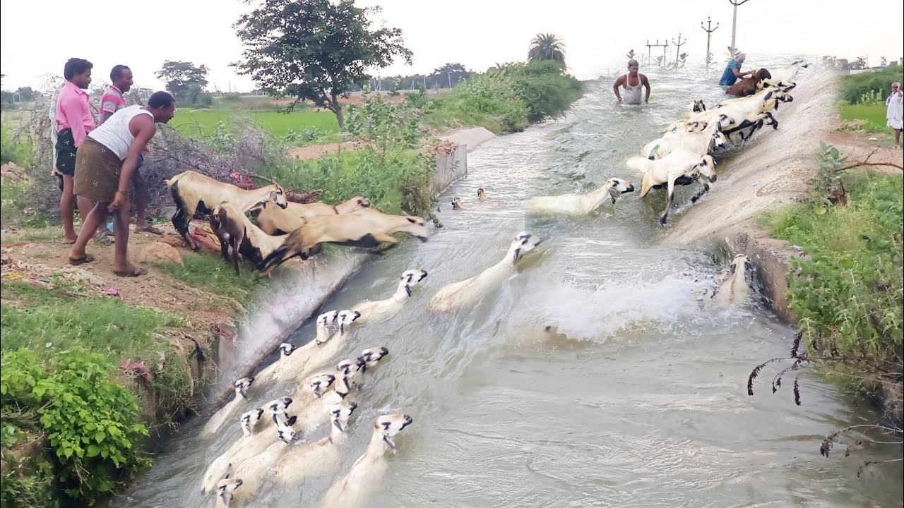sheeps swimming in river-river crossing sheeps-sheep jumping into the river-sheep videos-sheep-🐑🐏🐑🐏🐑