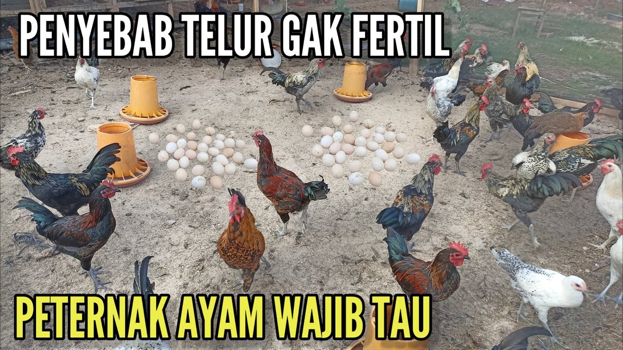 Causes Of Unfertilized Chicken Eggs