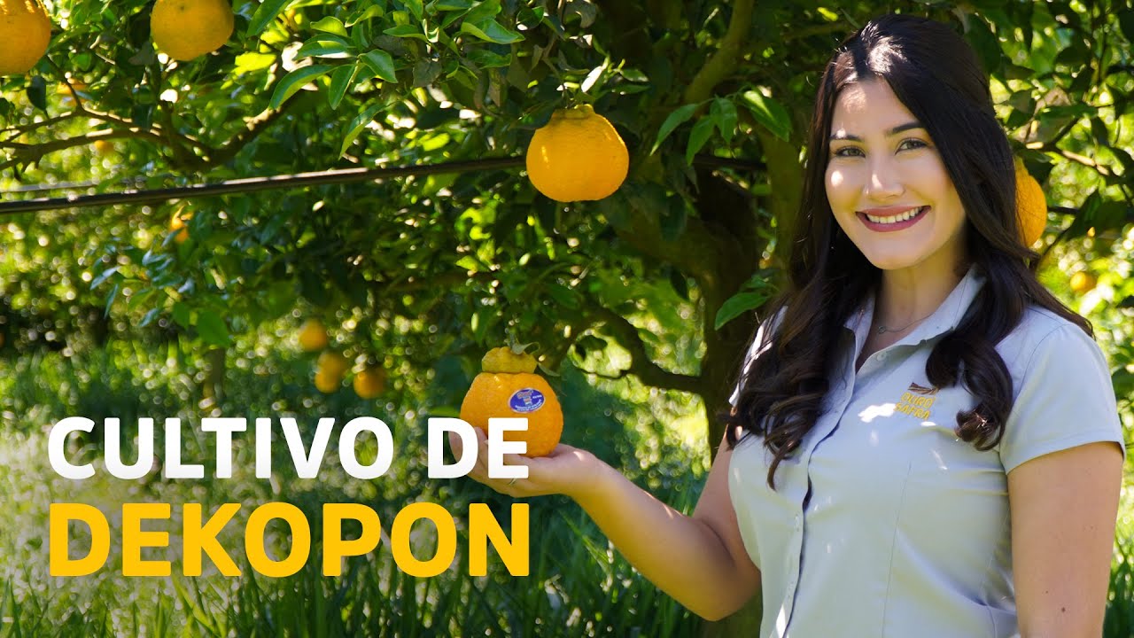Dekopon - a fruta c&iacute;trica mais saborosa do mundo | Dia a Dia da Ouro Safra