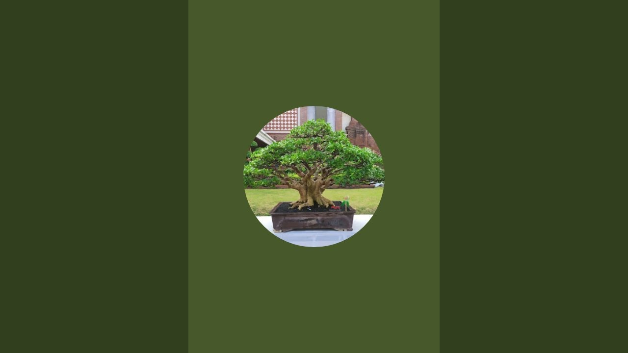 FAUZI BONSAI JEMBER sedang live sekarang!