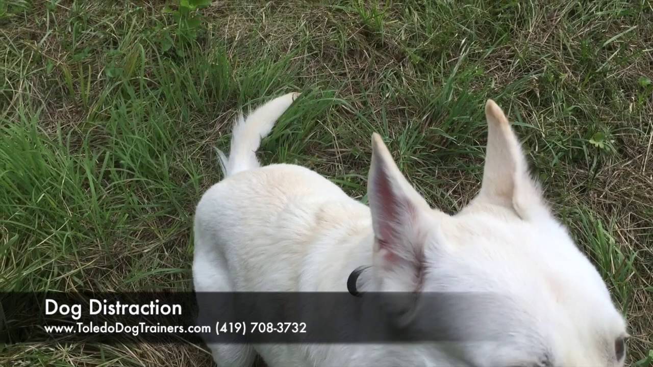 Dog Training: 1 year old White German Shepherd, Kaci- Before/After Two Week Board and Train
