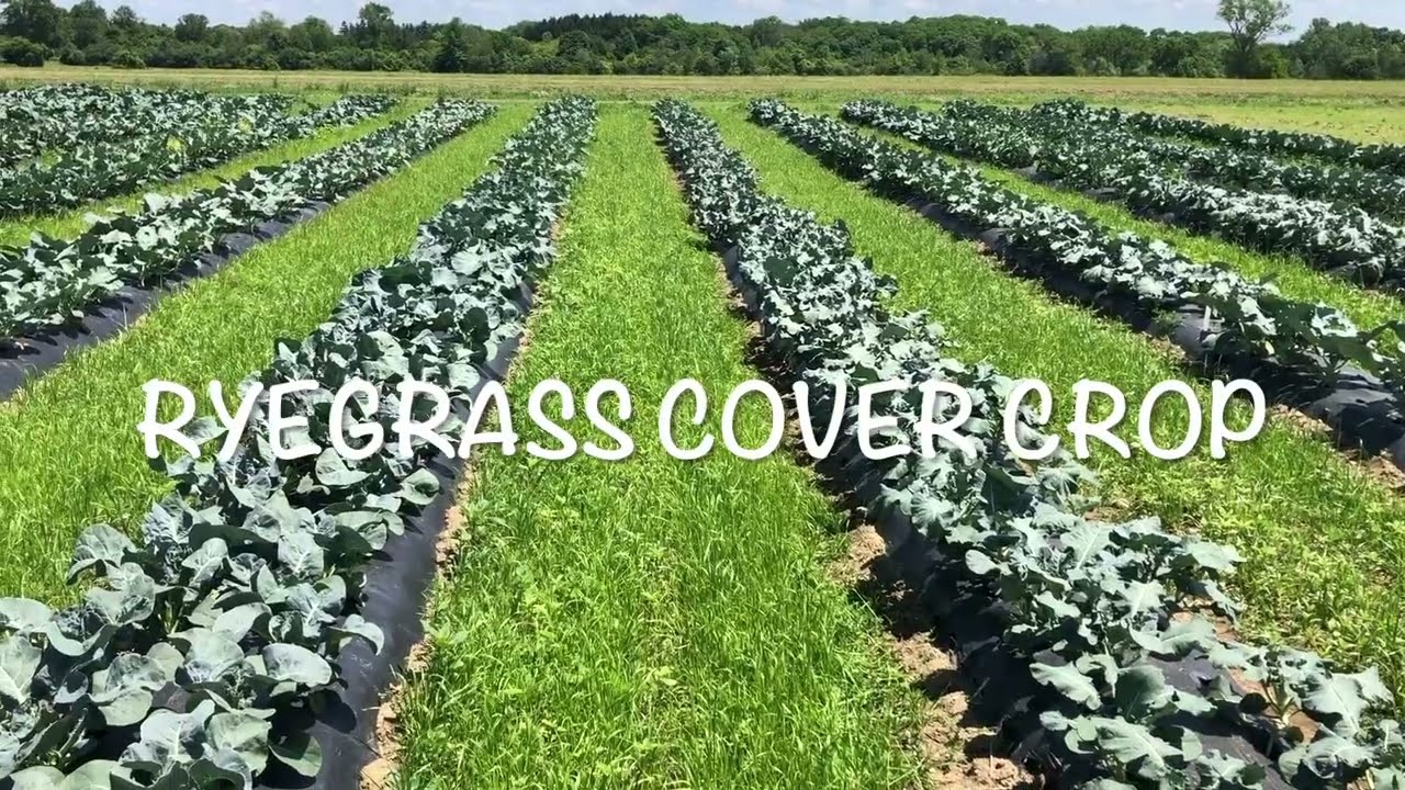 Using a ryegrass cover crop between plastic beds