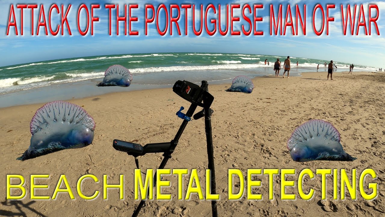 Attack of The Portuguese Man of War! Beach Metal Detecting.