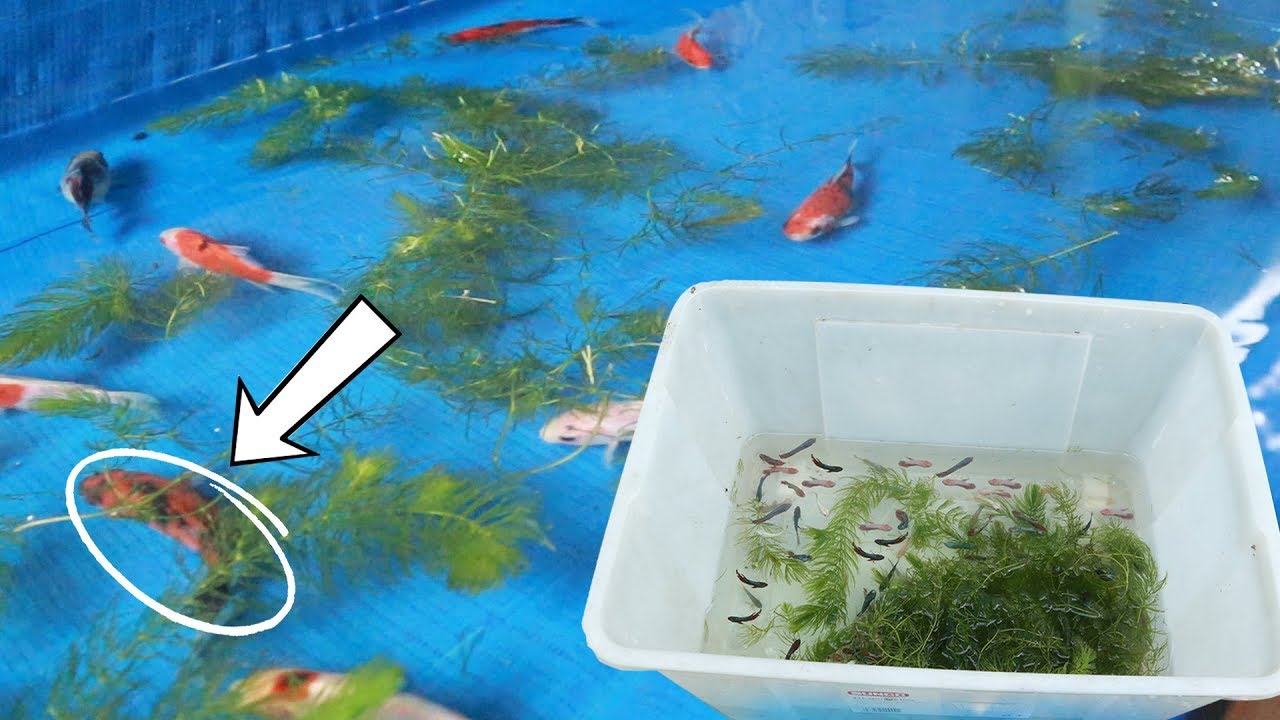 Harvesting HUNDREDS of BETTAFISH from abandoned TANK! (FISH COLLECTION UPDATE)