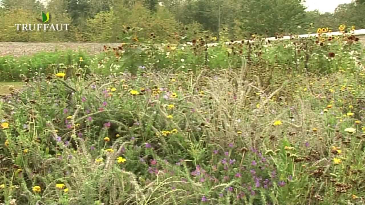 Prairie fleurie: l'entretien - Truffaut